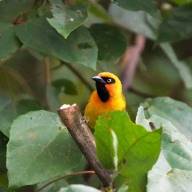 Weaver birds