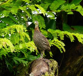 Spurfowl