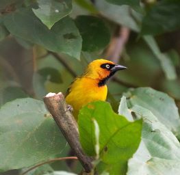 Weaver bird